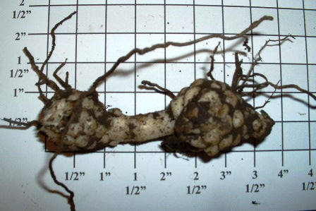 Bareroot Plants