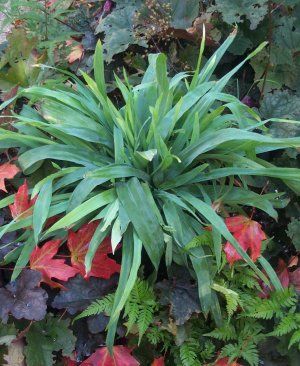 Carex and Grasses