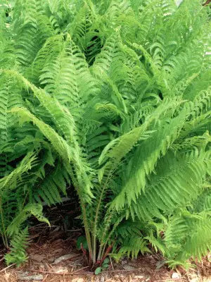 Ferns