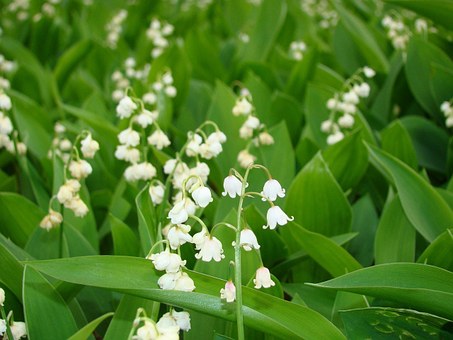 Groundcovers