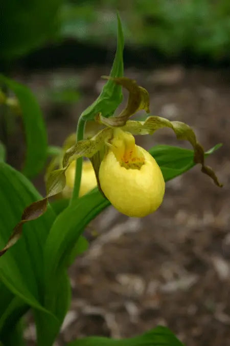 Native Orchids