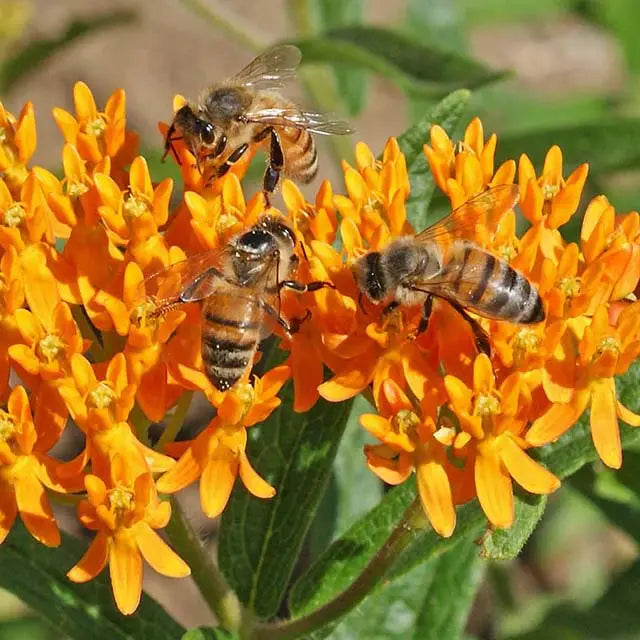 Pollinators