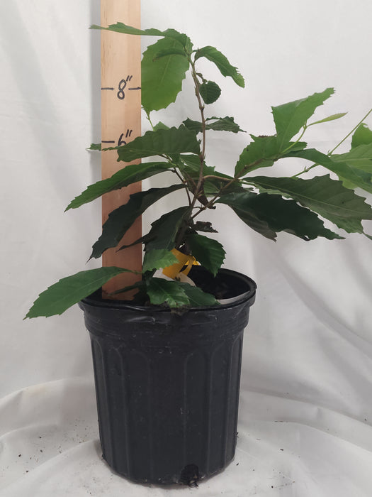 Castanea pumila - Chinkapin