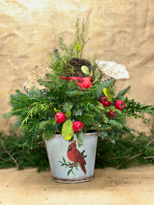 Cardinal's Perch Holiday Planter Arrangement