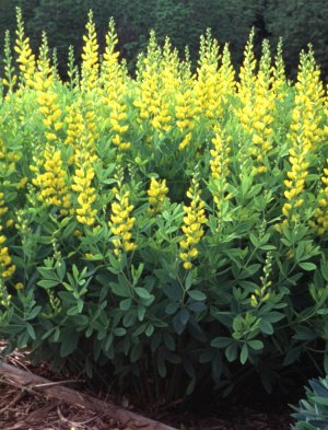 Baptisia sphaerocarpa - Yellow Wild Indigo
