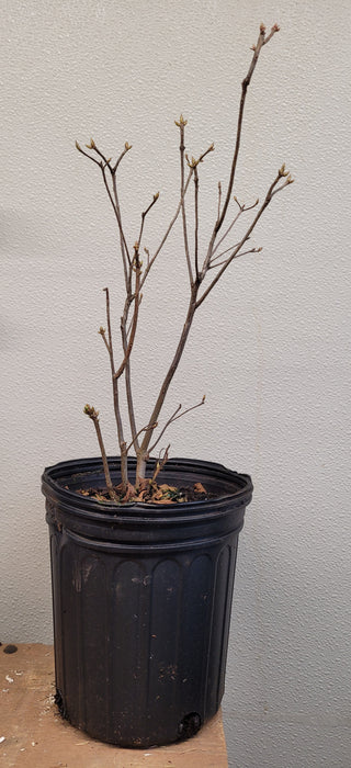 Rhododendron calendulaceum - Flame Azalea