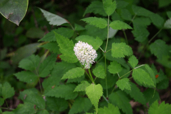 Actaea pachypoda - Dollseye - Wildflower