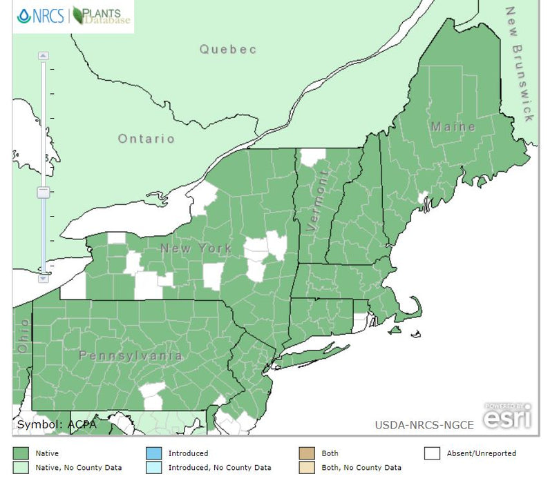 Actaea pachypoda - Dollseye - Wildflower