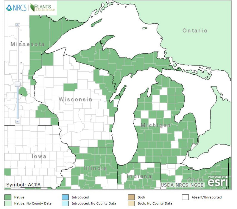 Actaea pachypoda - Dollseye - Wildflower