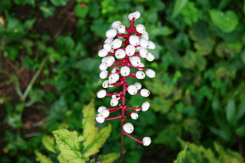 Actaea pachypoda - Dollseye - Wildflower