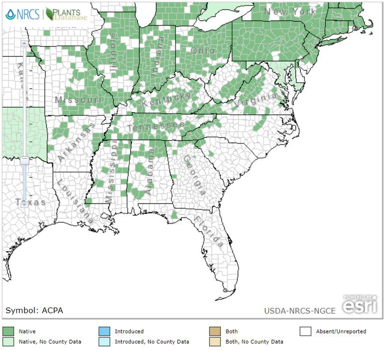 Actaea pachypoda - Dollseye - Wildflower