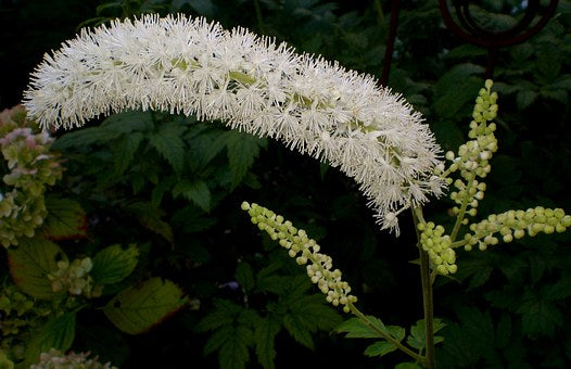 Actaea racemosa - Black Cohosh - Wildflower