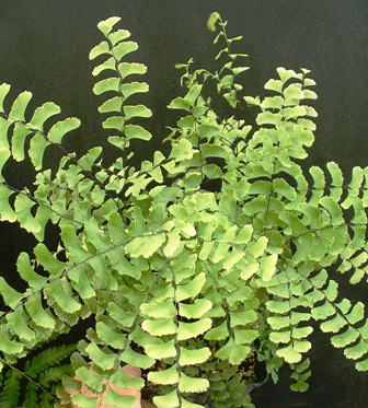 Adiantum pedatum - Maiden Hair Fern - Fern