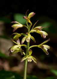 Aplectrum hyemale - Puttyroot - Orchids