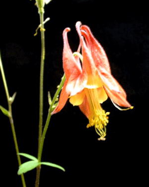 Aquilegia canadensis - American Columbine - Wildflower