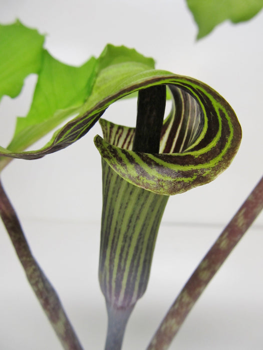 Arisaema triphyllum - Jack-in-the-Pulpit Indian Turnip -