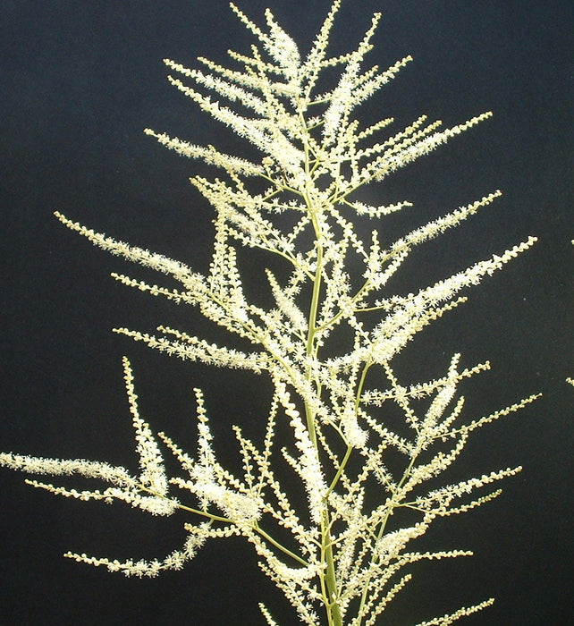 Aruncus dioicus - Goatsbeard - Wildflower