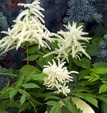 Aruncus dioicus - Goatsbeard - Wildflower