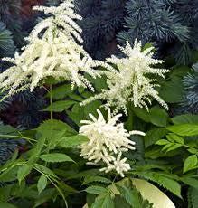 Aruncus dioicus - Goatsbeard - Wildflower