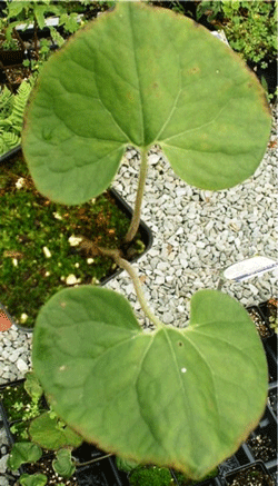 Asarum canadense - Canada Wild Ginger - Wildflower