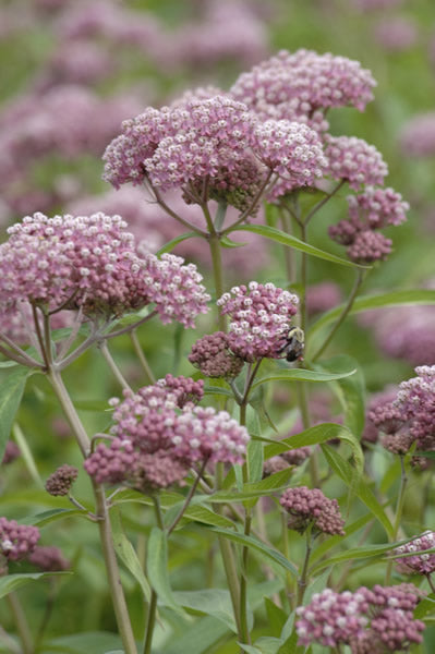 Asclepias incarnata - Swamp Milkweed - Wildflower