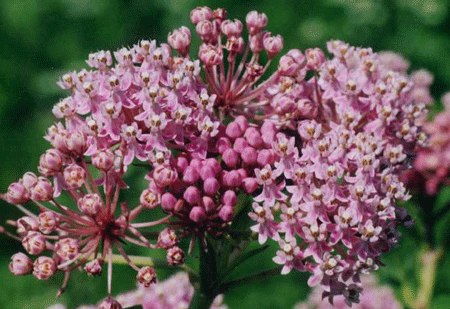 Asclepias incarnata - Swamp Milkweed - Wildflower