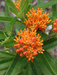 Asclepias tuberosa - Butterfly Weed - Wildflower