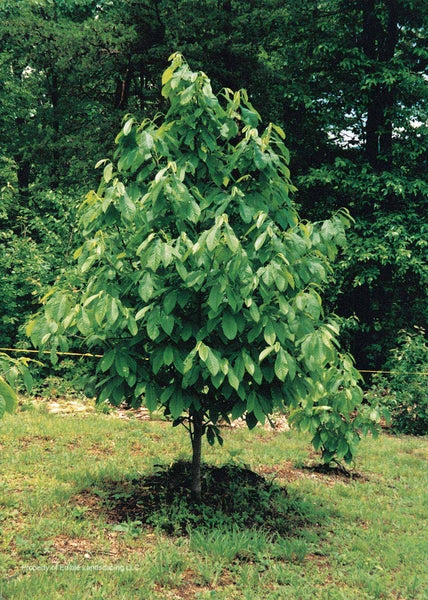 Asimina triloba - Pawpaw - Bareroot Bagged - Tree