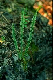 Asplenium platyneuron - Ebony Spleenwort - Fern