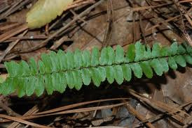 Asplenium platyneuron - Ebony Spleenwort - Fern