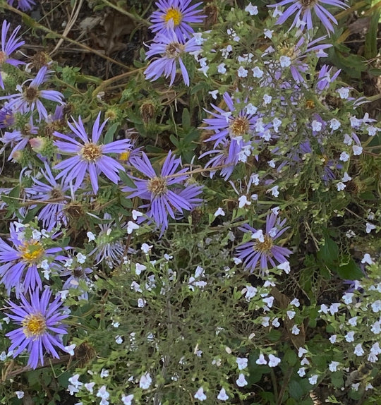 Aster Spectabilis