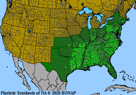 Athyrium asplenioides - Lady Fern Red Stem Fern - Fern