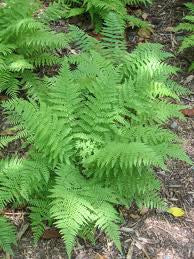 Athyrium asplenioides - Lady Fern Red Stem Fern - Fern