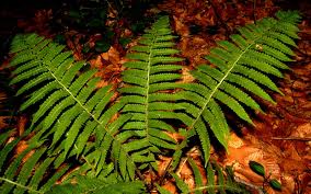 Athyrium thelypterioides - Male Fern - Fern