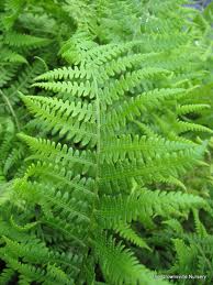 Athyrium thelypterioides - Male Fern - Fern