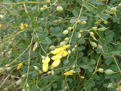 Baptisia tinctoria - Yellow Indigo - Wildflower