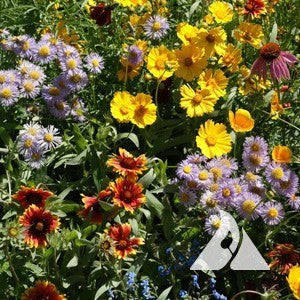Bee Feed Seed Mix - Seed Mixes