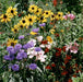 Bird And Butterfly Seed Mix - Seed Mixes