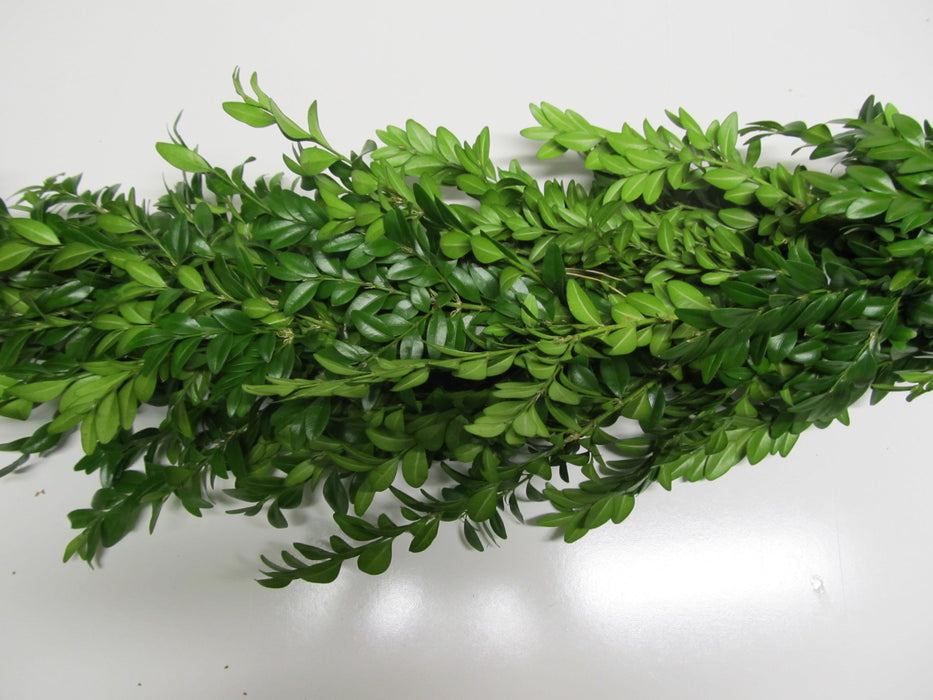 Boxwood Garland - Per Foot - Regular / No Berries / No PC -