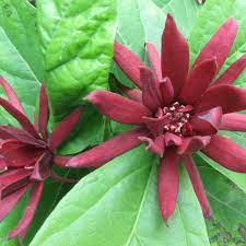 Calycanthus floridus - Sweetshrub Bubby Bush - Shrub