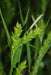 Carex flaccosperma - Blue Wood Sedge - Carex/Grass