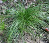 Carex pennsylvanica - Pennsylvania Sedge - Carex/Grass