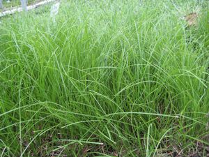 Carex radiata - Eastern Star Sedge - Carex/Grass