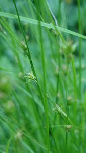 Carex radiata - Eastern Star Sedge - Carex/Grass