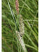 Carex stricta - Tussock Sedge - Carex/Grass