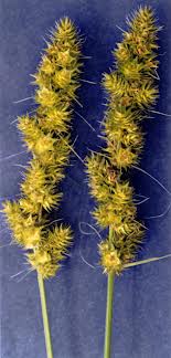 Carex vulpinoidea - Fox Sedge - Carex/Grass