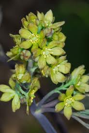 Caulophyllum thalictroides - Blue Cohosh - Wildflower