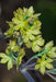 Caulophyllum thalictroides - Blue Cohosh - Wildflower