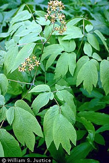 Caulophyllum thalictroides - Blue Cohosh - Wildflower