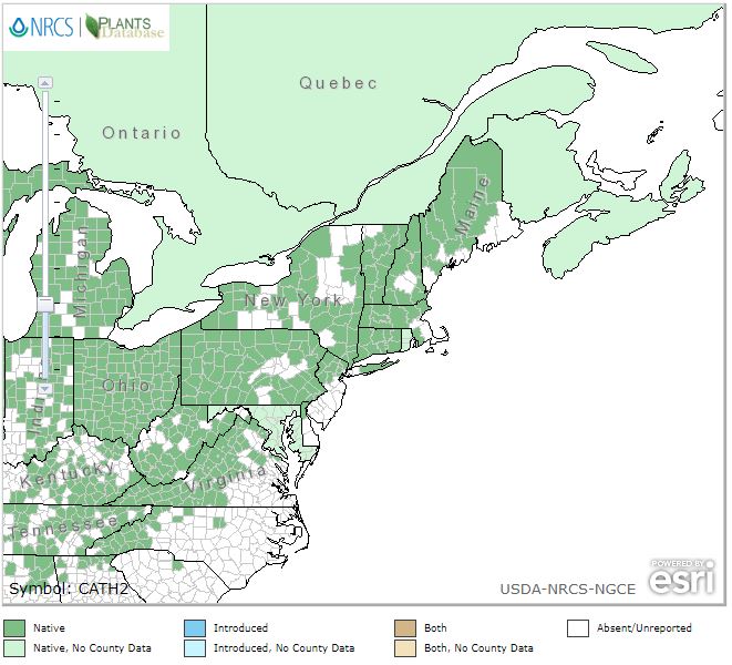 Caulophyllum thalictroides - Blue Cohosh - Wildflower